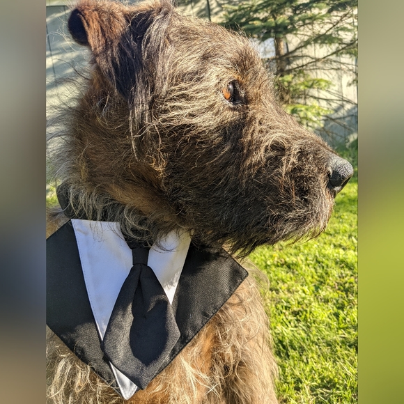 ✨ ⭐ ✨JULY UPDATE! ⭐  Brownie Dog 🐾💕🐾 #fairygodmothersdog - Picture 2 of 8